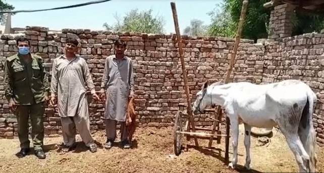 Donkey freed after RY Khan police swoop on gambling race