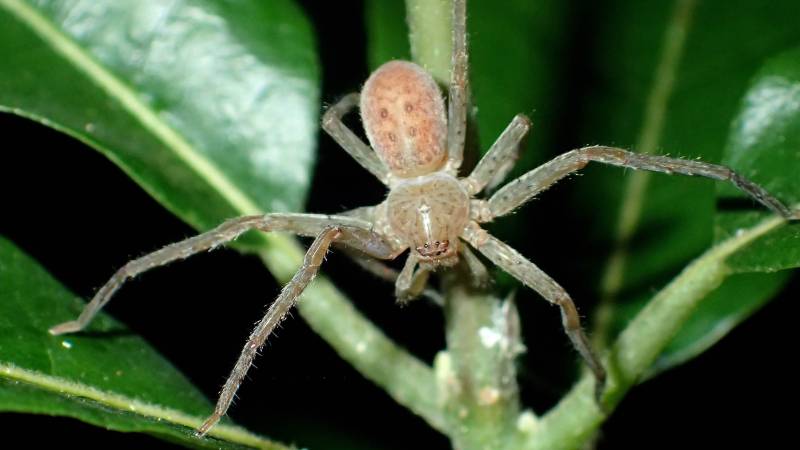 New spider species named after Greta