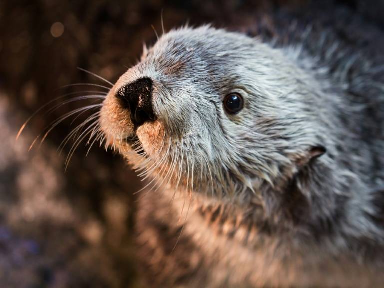 Return of the otter: How reintroduced predators benefit ecosystems