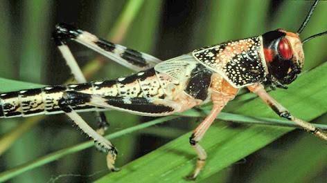 Anti-locust operation completed over 2 million acres: NLCC