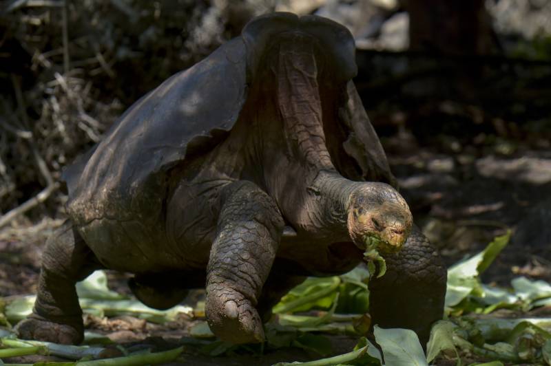 Giant tortoise Diego, a hero to his species, is home