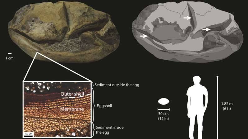 Case cracked: mystery Antarctica fossil is massive prehistoric egg