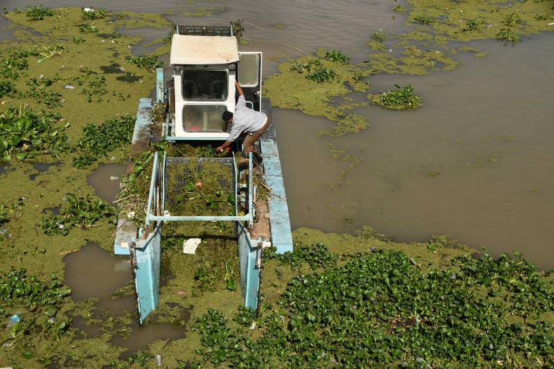 Water hyacinth pest chokes Iraq's vital waterways