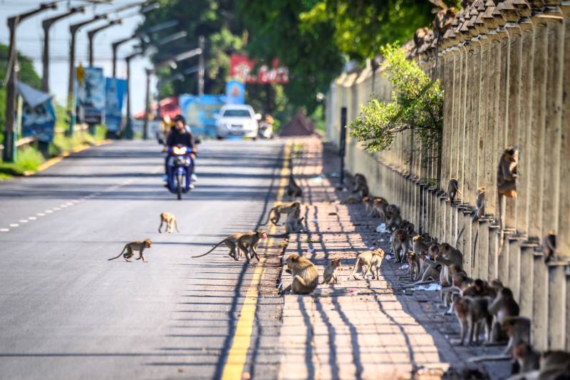 Humans try to take back Thai city from monkeys