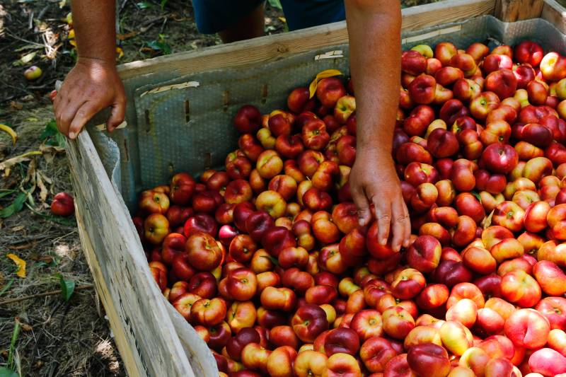 Fruit pickers sweat as virus flares in northern Spain