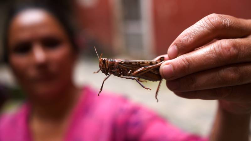 Nepal offers locust bounty as swarms threaten crops