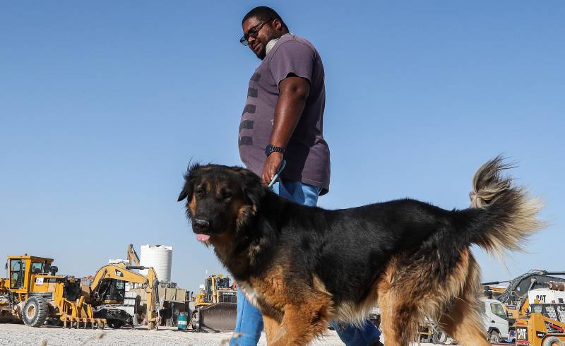 Animal shelter braces for surge as expats abandon Qatar