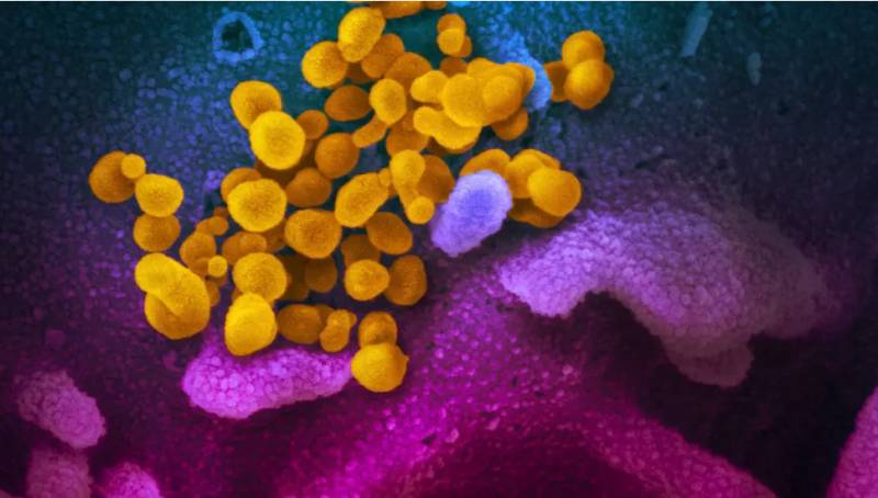 Current dominant strain of Covid-19 more infectious: Study