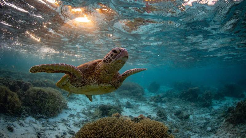 Sea turtles find protection from Senegal fishermen