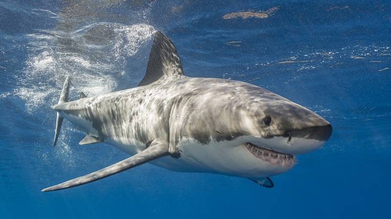 Diver dies in Australia shark attack