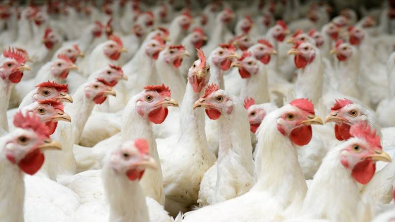 China aims to phase out sale of live poultry at food markets