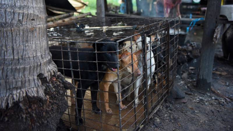 Cambodia's tourist hotspot bans dog meat trade