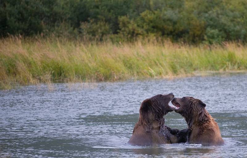 Controversial Alaska hunting techniques to return as bans reversed