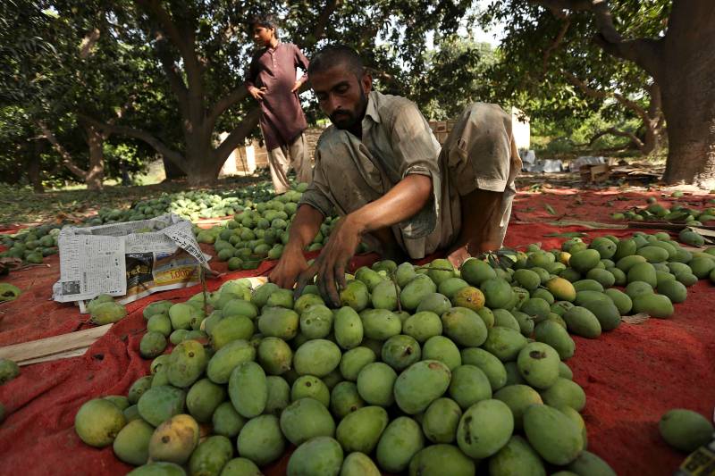 Export gloom sours Pakistan's prized mango season