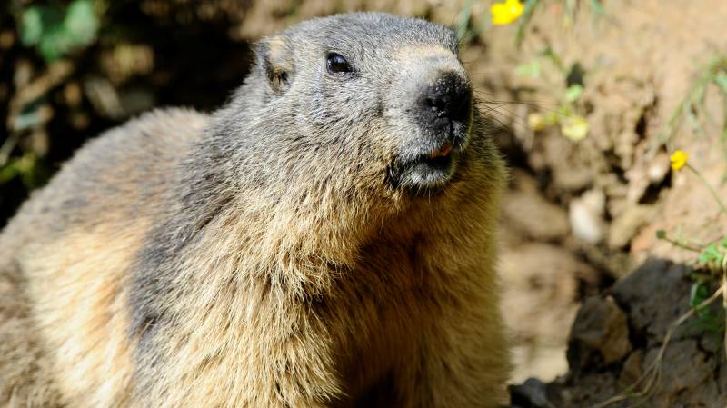 Russian region near Mongolia testing rodents for plague