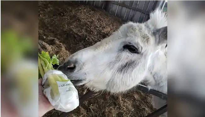 Meet Buckwheat, the donkey you can hire to crash Zoom meetings