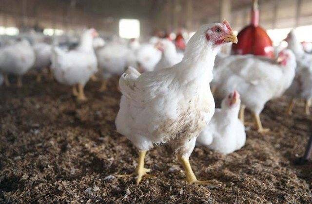 PM’s Backyard Poultry, Katta Bachao schemes face shortage of funds