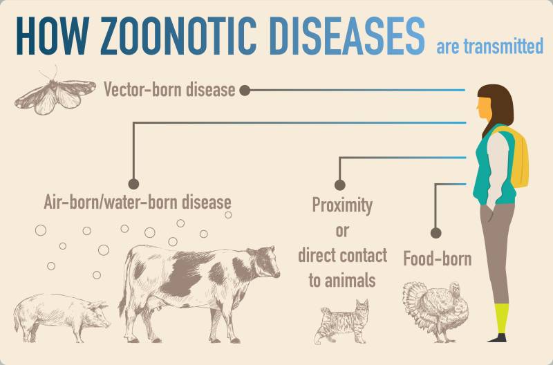 Pandemic highlights danger posed by wildlife crime: UN report