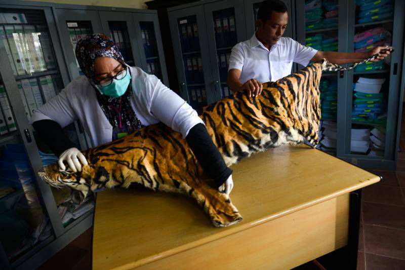 Tiger, pangolin farming in Myanmar risks 'boosting demand'