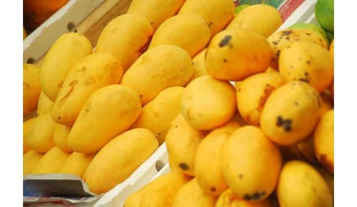 President Alvi launches mango diplomacy