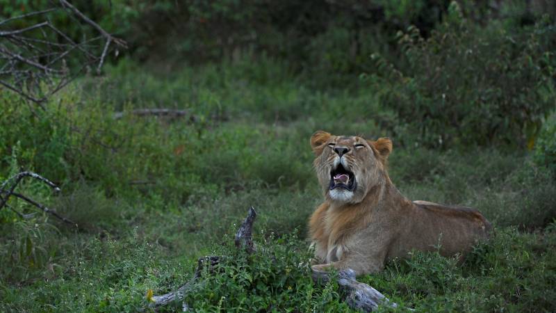 Kenya wildlife reserves threatened as tourists stay away