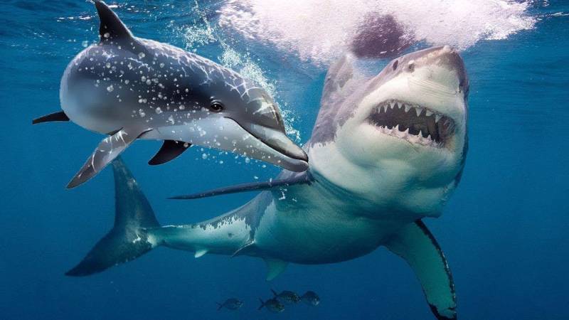 I still love sharks: bloodied woman unbowed after Australia attack