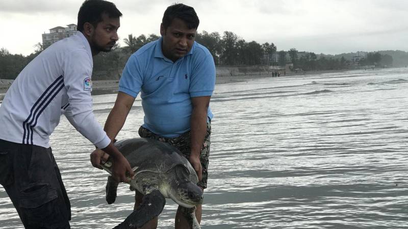 160 turtles caught in plastic waste rescued from Bangladesh beach