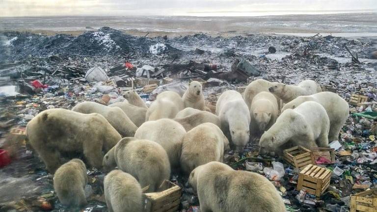 Climate change on track to wipe out polar bears by 2100