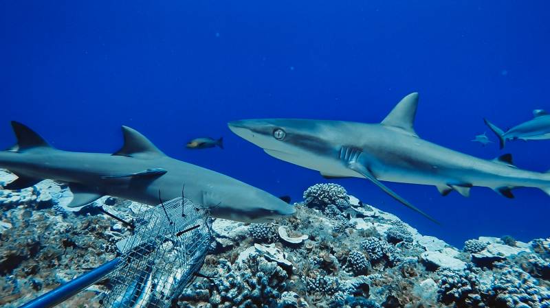 Reef tales: candid cams reveal shark populations in decline