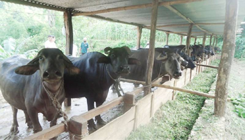 Pakistani fined eight buffaloes, gongs over Borneo tribal slur in Malaysia