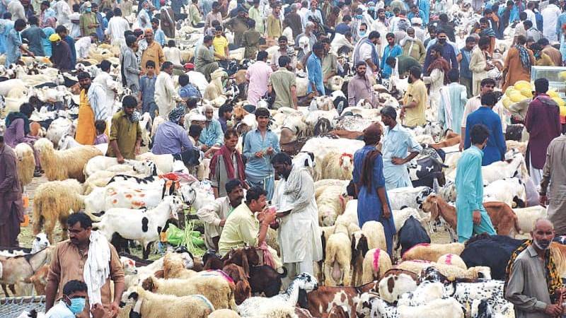 CM orders virus screening of people visiting cattle markets in Punjab