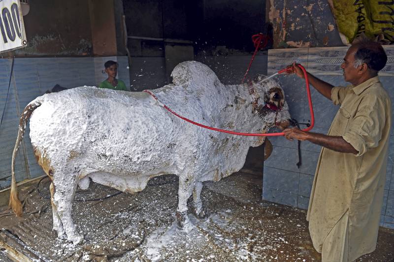 Cow Wash: Pakistanis scrub Eid animals at car cleaners