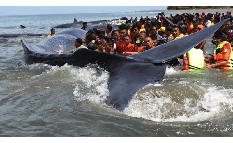 Ten dead whales found on Indonesian beach, one saved by locals