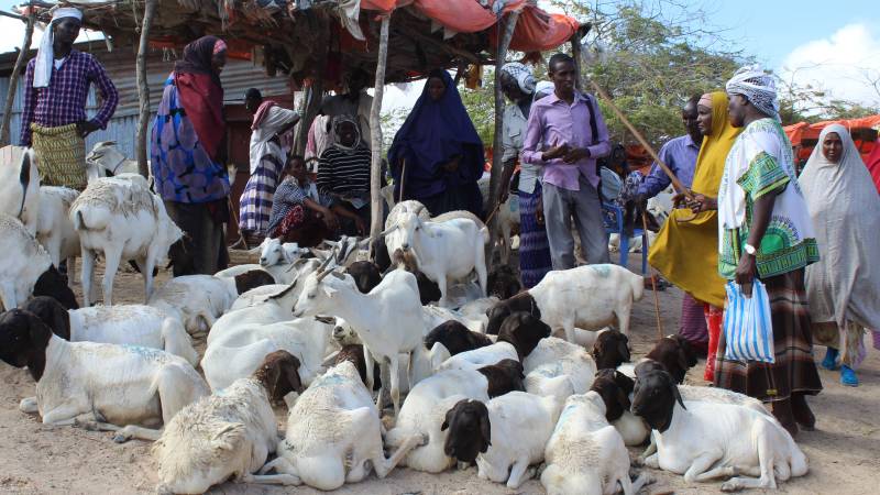 Restricted Hajj hits Somalia's livestock economy