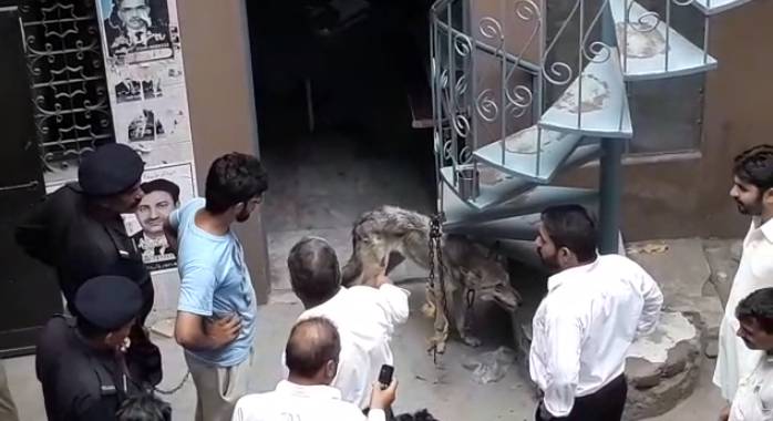 Wildlife dept arrests wolf, his owner in Faisalabad 