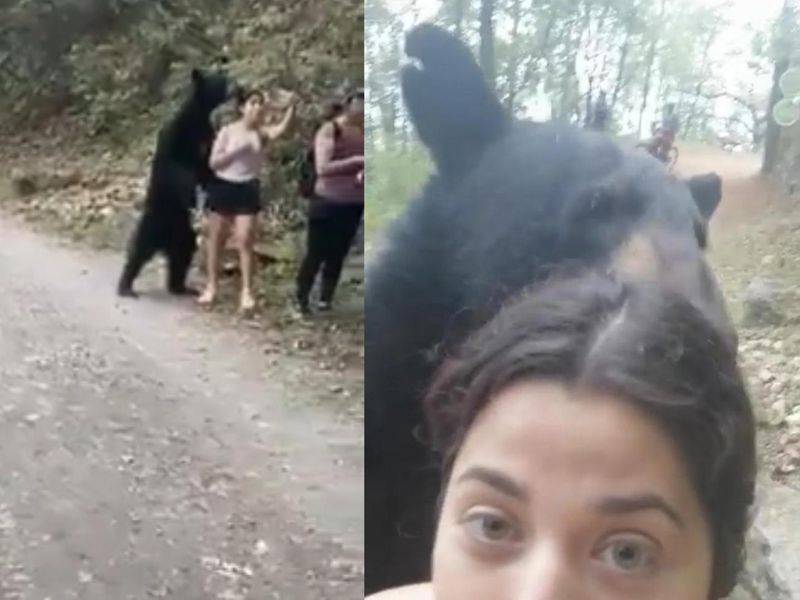 Mexico investigates castration of 'selfie bear'