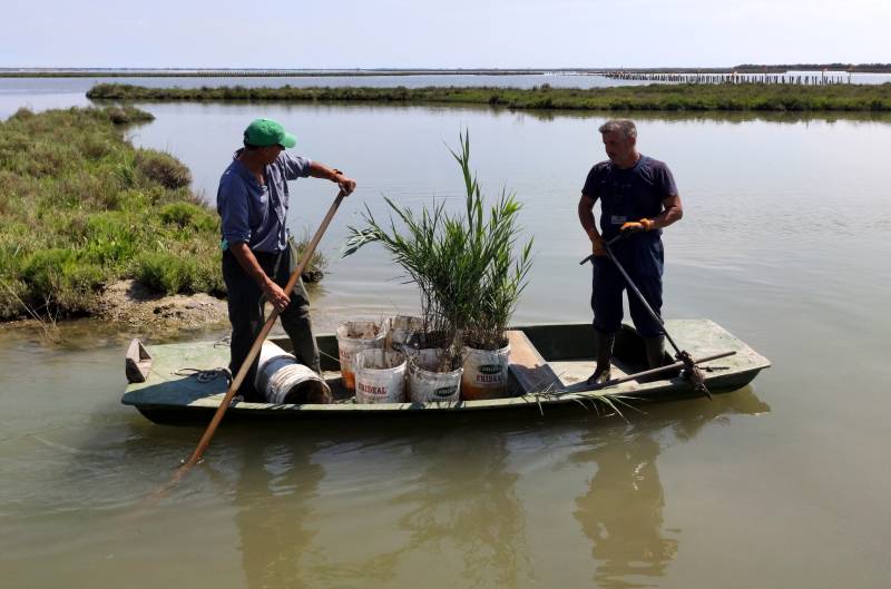 Venice nurtures its lagoon back to health