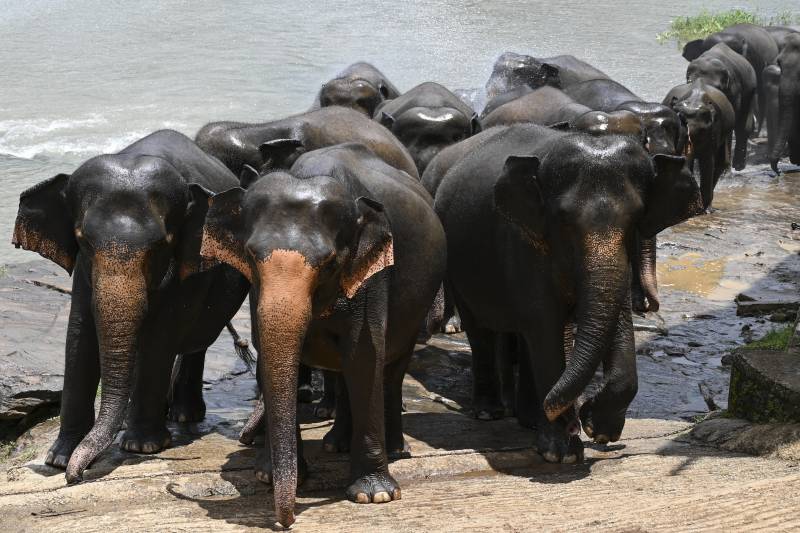 Virus gives Sri Lanka's threatened elephants a reprieve