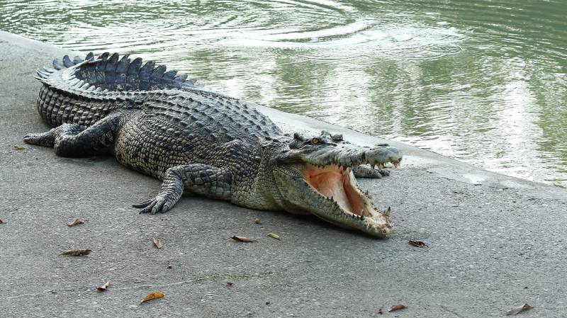 Crocodile swallows 10-year-old girl in Sukkur