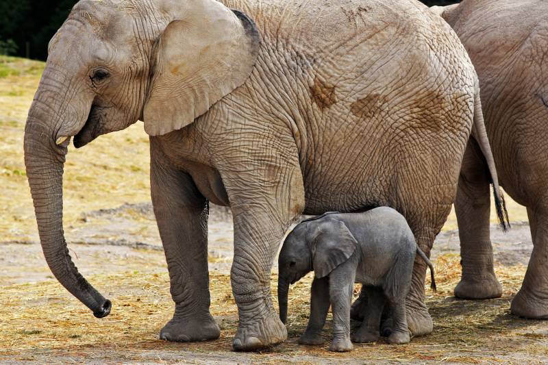 Mexican zoo live-streams birth of elephant named 'Zoom'