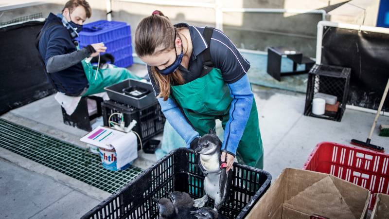 Offshore refuelling deepens fears for S. Africa's penguin haven