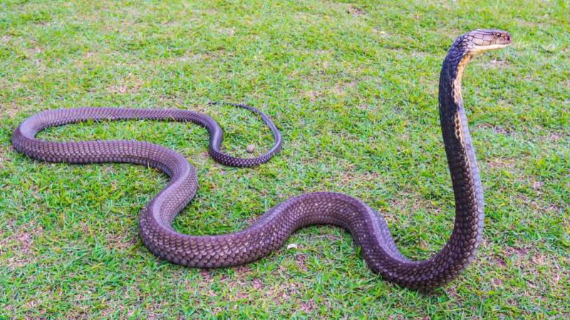 Seven feet long snake enters house in Lahore's Garhi Shahu area