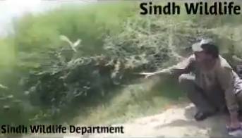 Sindh Wildlife saves black partridges from poachers