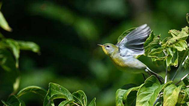 Tropical songbirds stop breeding to survive drought