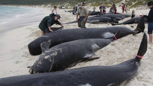 18 whales die in Mauritius stranding