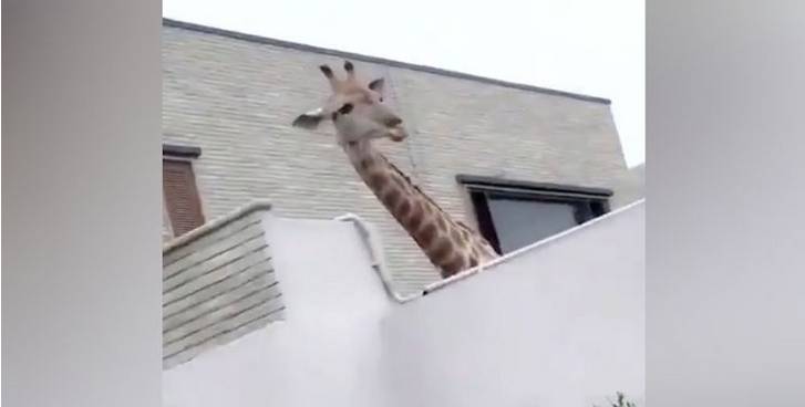 Giraffe in a house turns heads in Karachi