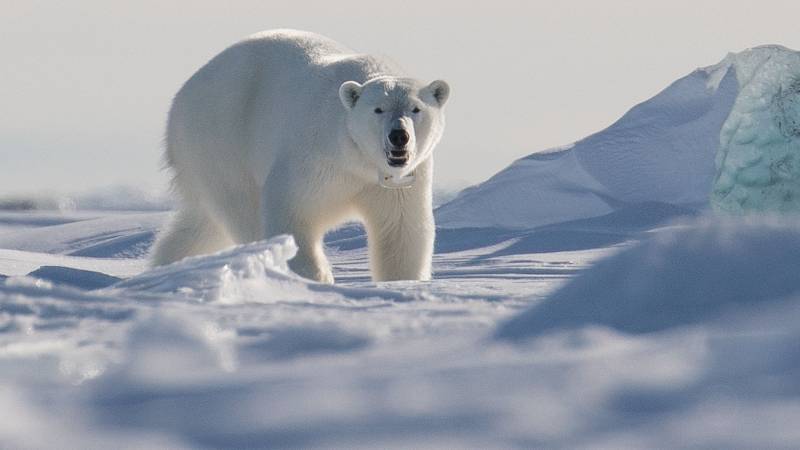 Polar bear kills man in Arctic Svalbard