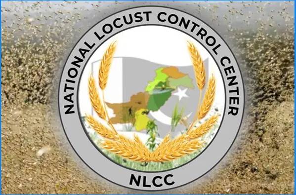 No locust found in Punjab and KP, says NLCC