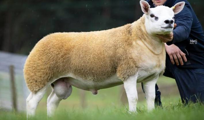 World's most expensive sheep has just been purchased for $490,000