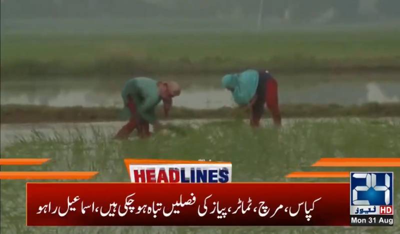 Sindh asks Centre to waive loan, tax for rain-hit farmers